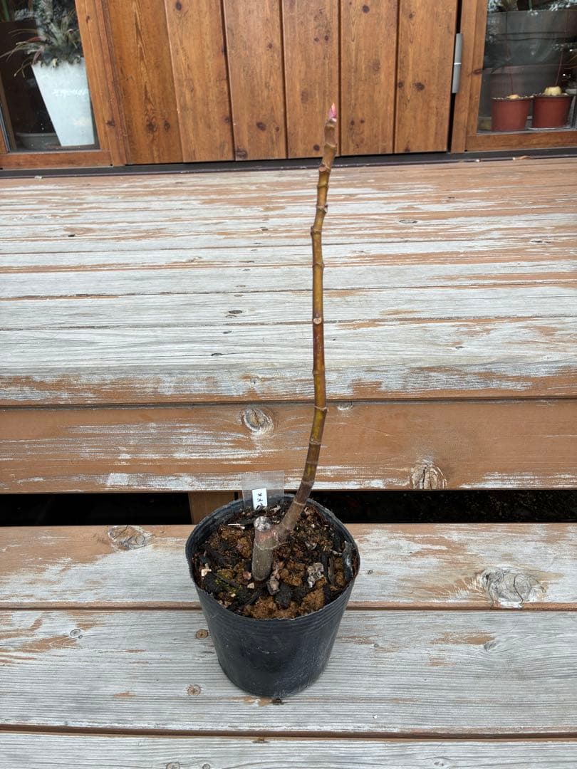 極甘！黒いちじく食べ比べセット【ヌアールドカロン＆ビオレソリエス