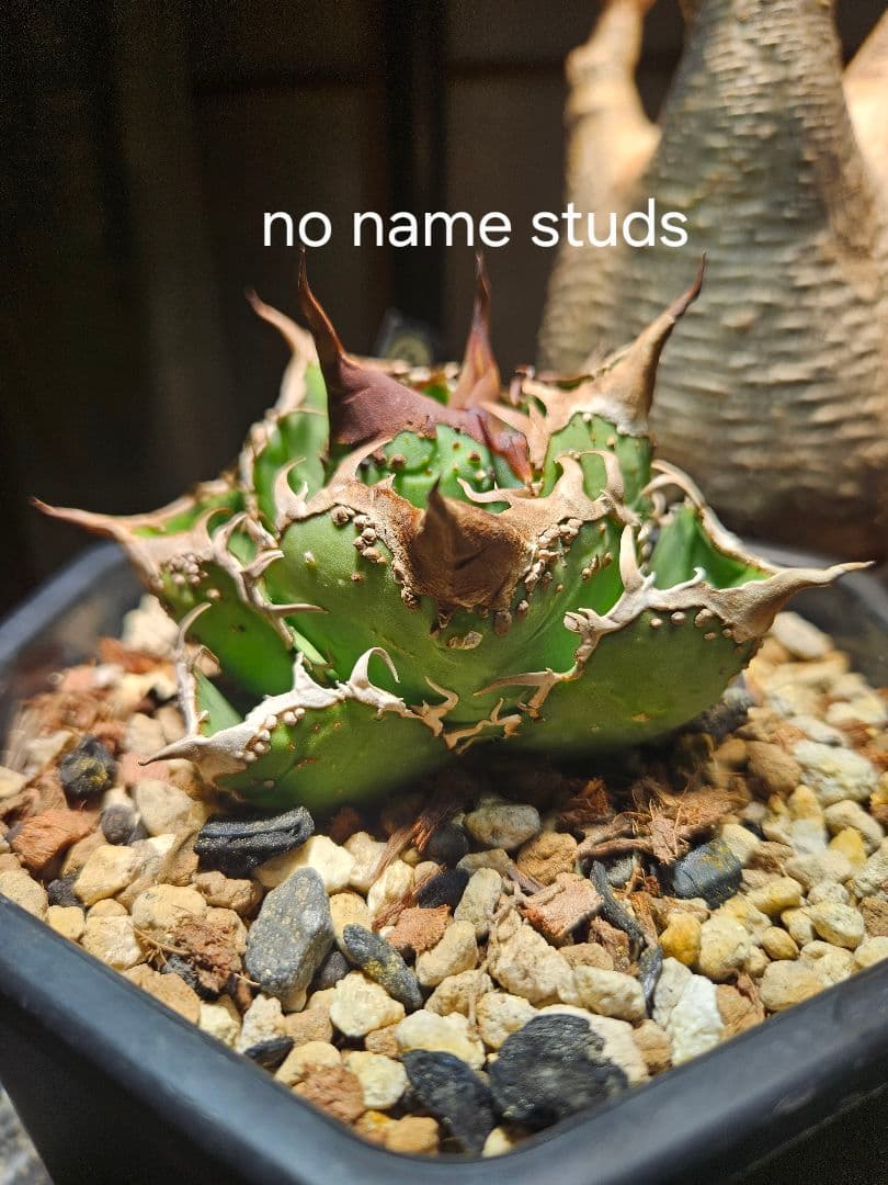 アガベ チタノタ no name studs ブツブツ - メルカリ
