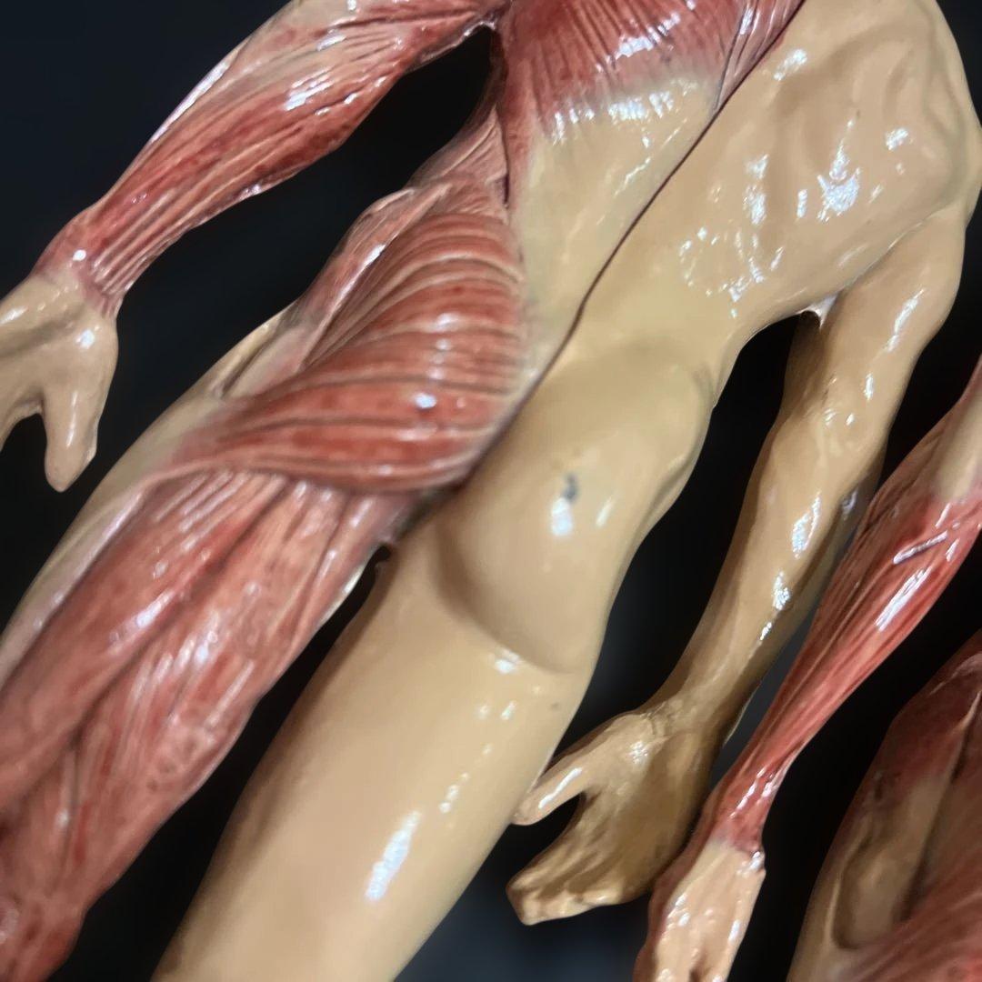 人体模型　貴重　激レア　男女