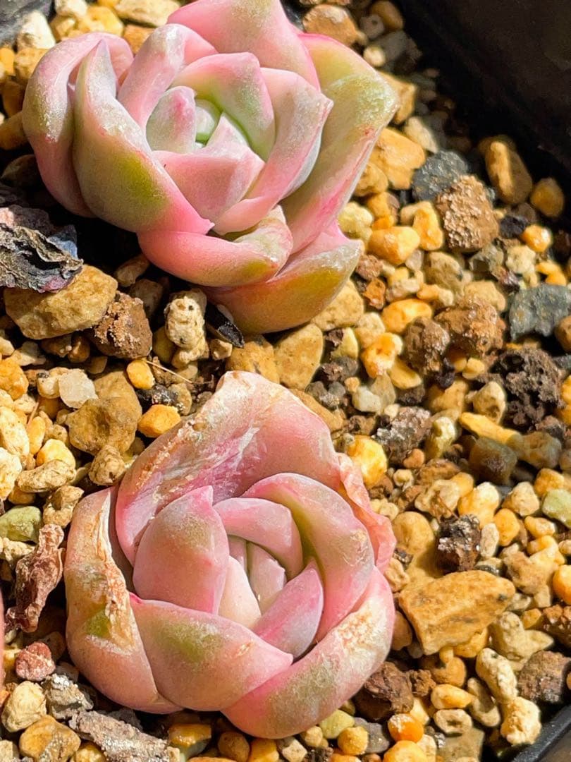 ラブリーローズ錦 単頭虹斑入り レア 多肉植物 エケベリア 超美斑入り