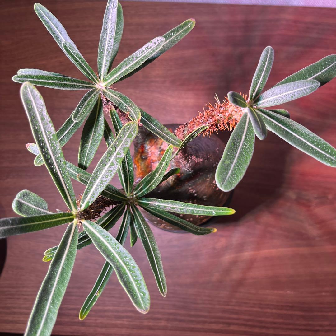 パキポディウム・グラキリス。安心発根済み。良型。