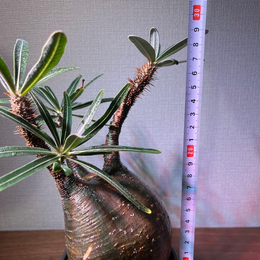 パキポディウム・グラキリス。安心発根済み。良型。