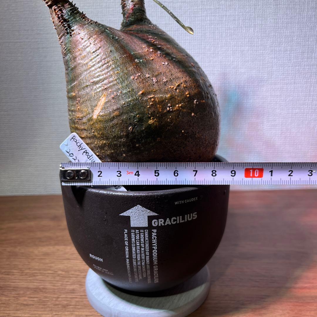 パキポディウム・グラキリス。安心発根済み。良型。