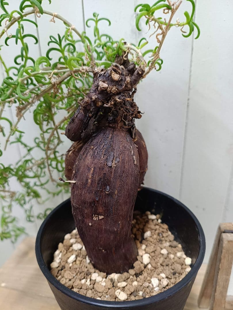 H030 超希少種発根済み メストクレマ ツベローサム 養生株