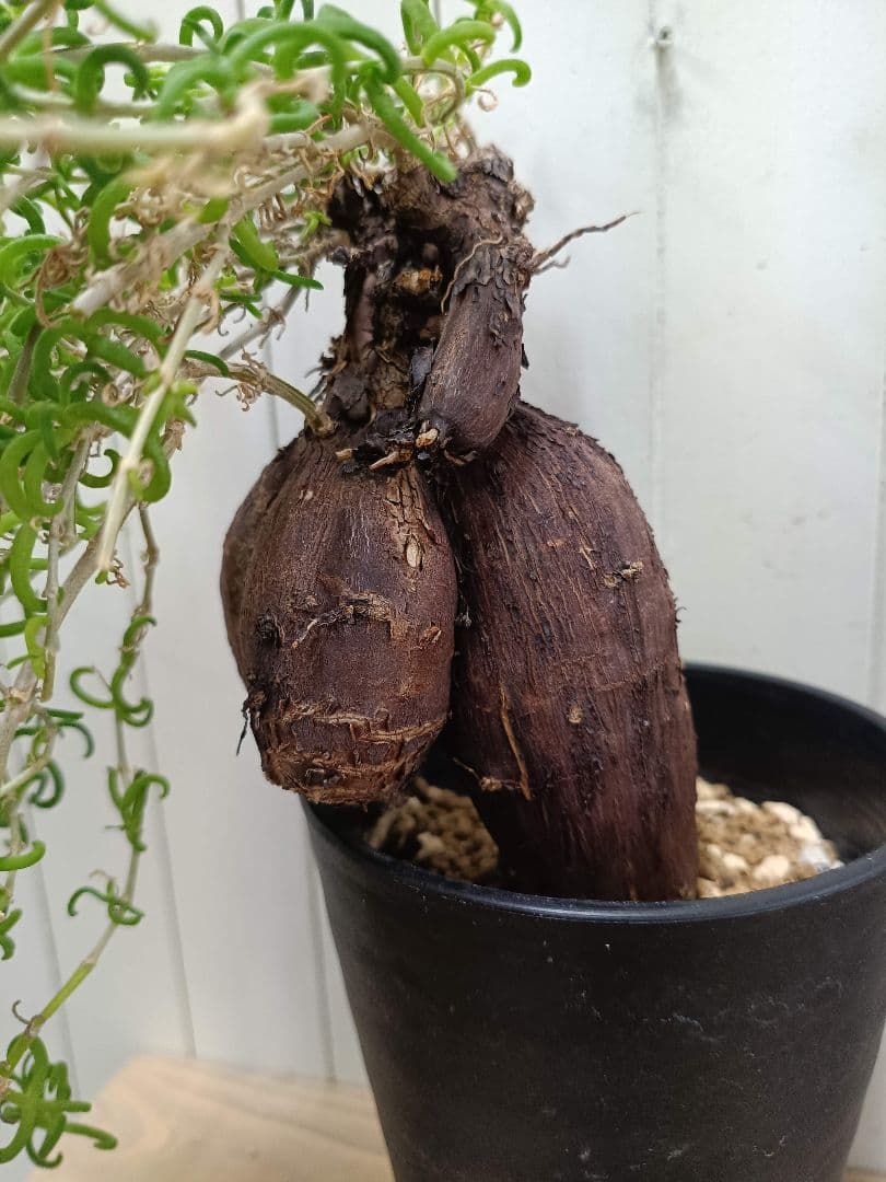 H030 超希少種発根済み メストクレマ ツベローサム 養生株