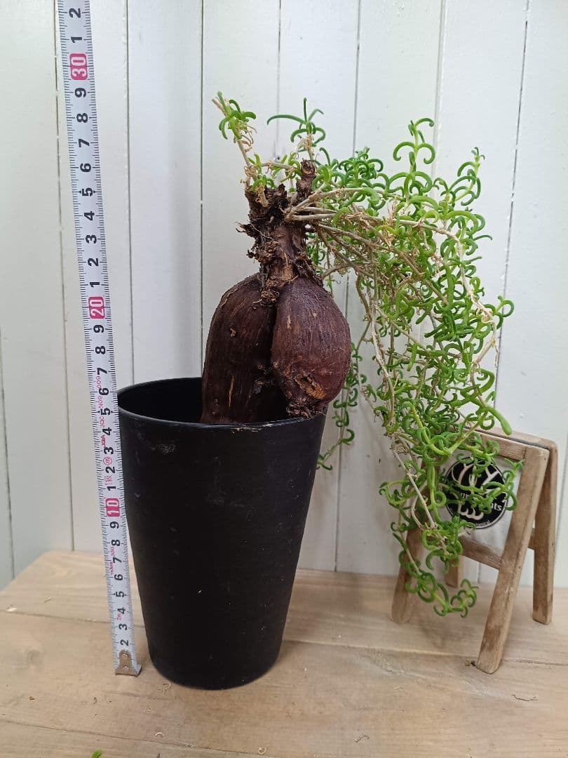 H030 超希少種発根済み メストクレマ ツベローサム 養生株