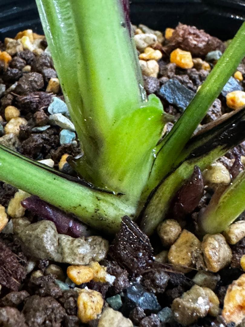 クリスマスローズ 開花株 小輪多弁ブラック(クレオパトラ×美黒姫)