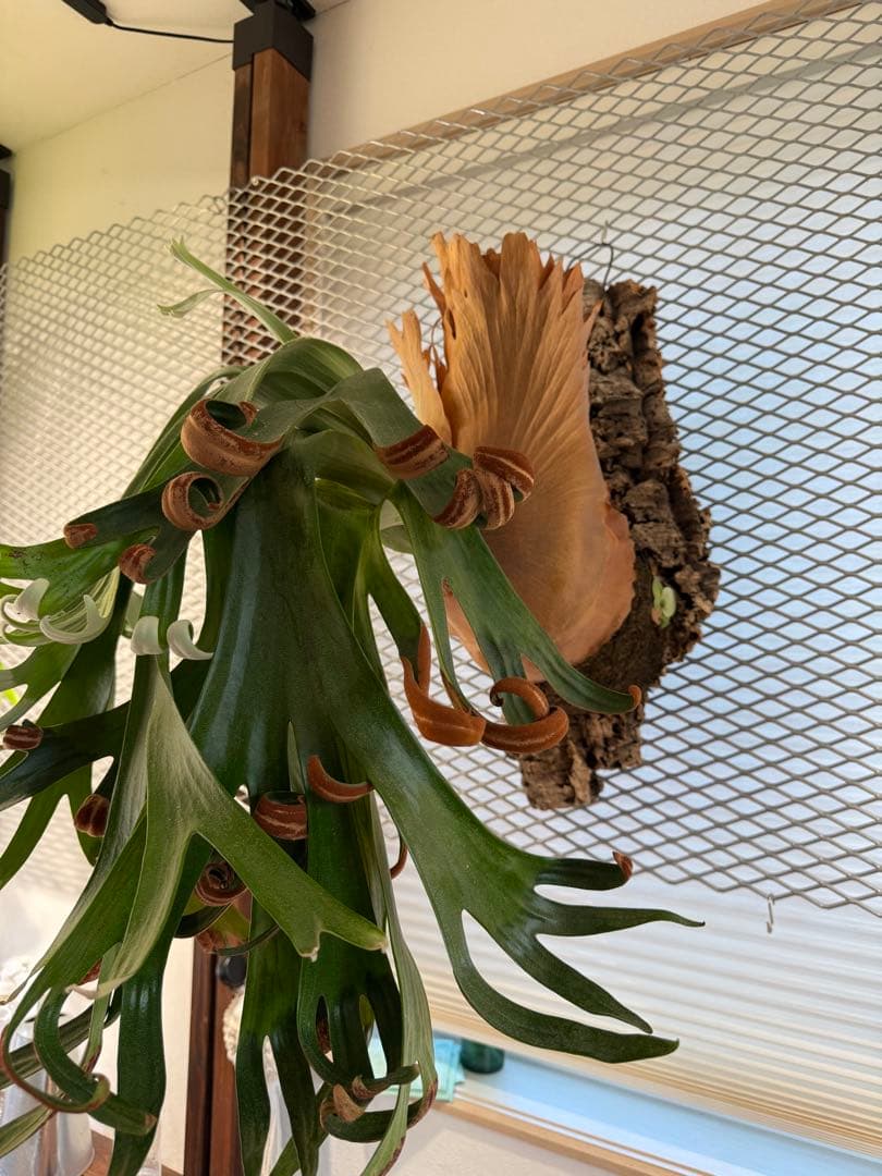 【超大株】ビカクシダ フーンシキ ★親株＋子株2付　★オマケ★ジェイドガール付き