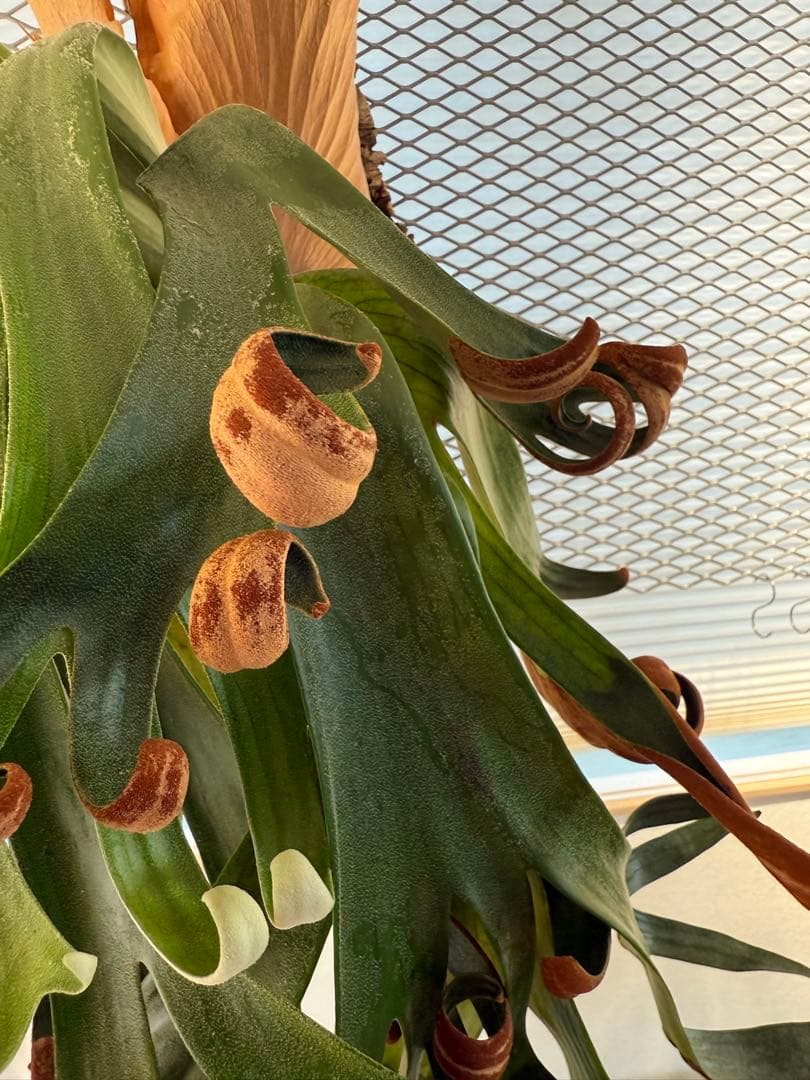 【超大株】ビカクシダ フーンシキ ★親株＋子株2付　★オマケ★ジェイドガール付き