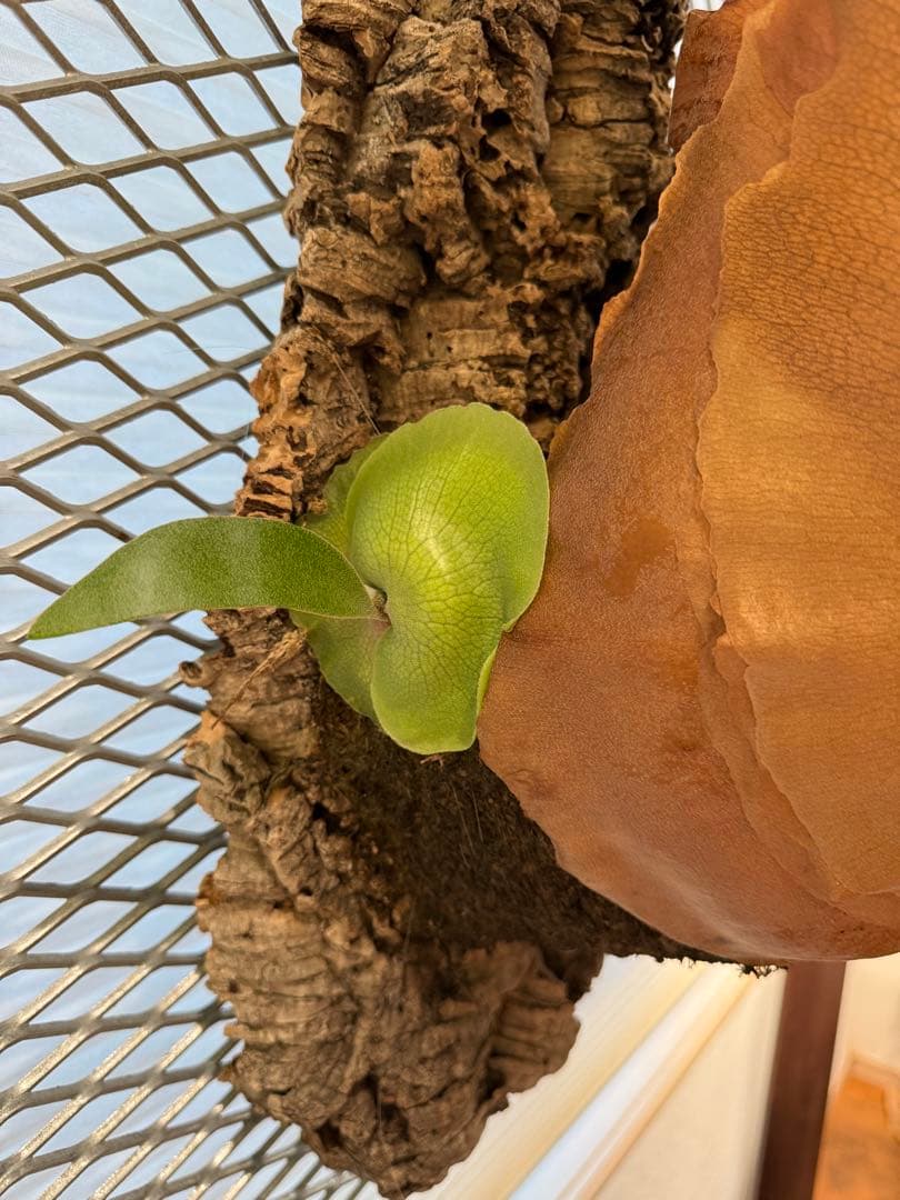 【超大株】ビカクシダ フーンシキ ★親株＋子株2付　★オマケ★ジェイドガール付き