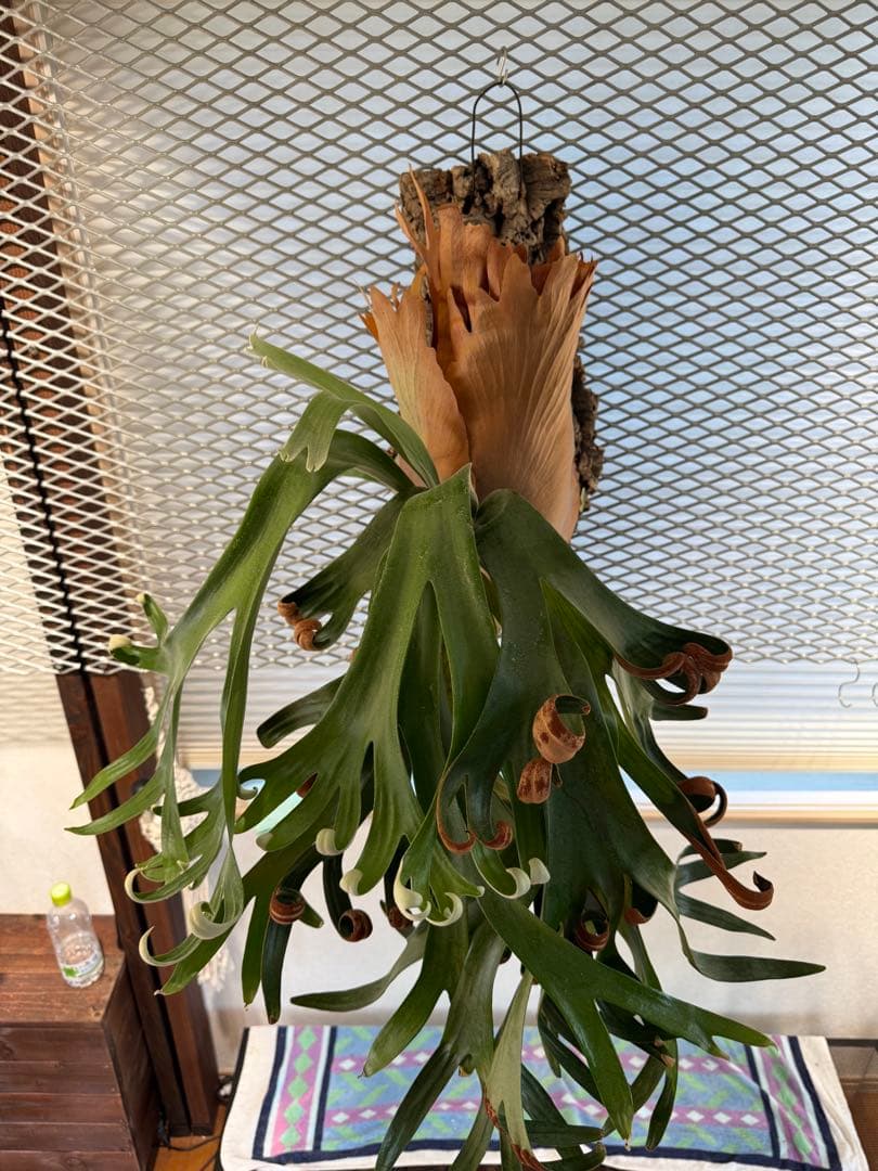 【超大株】ビカクシダ フーンシキ ★親株＋子株2付　★オマケ★ジェイドガール付き