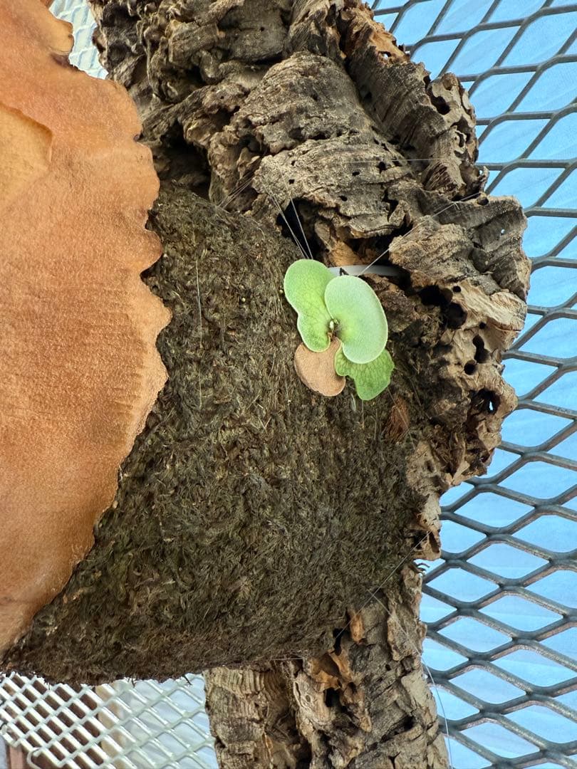 【超大株】ビカクシダ フーンシキ ★親株＋子株2付　★オマケ★ジェイドガール付き