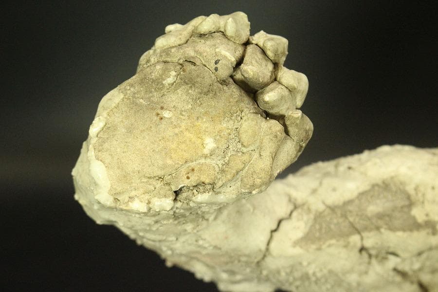 古美術 古萩 獅子 置物 時代物(A676) - メルカリ