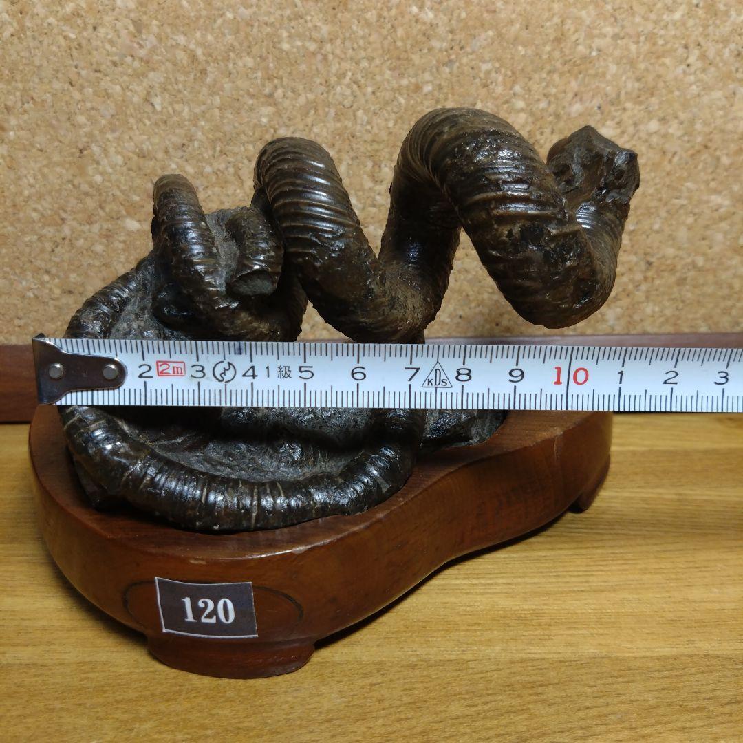 田*夫様 アンモナイト 異常巻 化石(120)