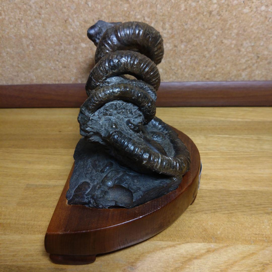 田*夫様 アンモナイト 異常巻 化石(120)