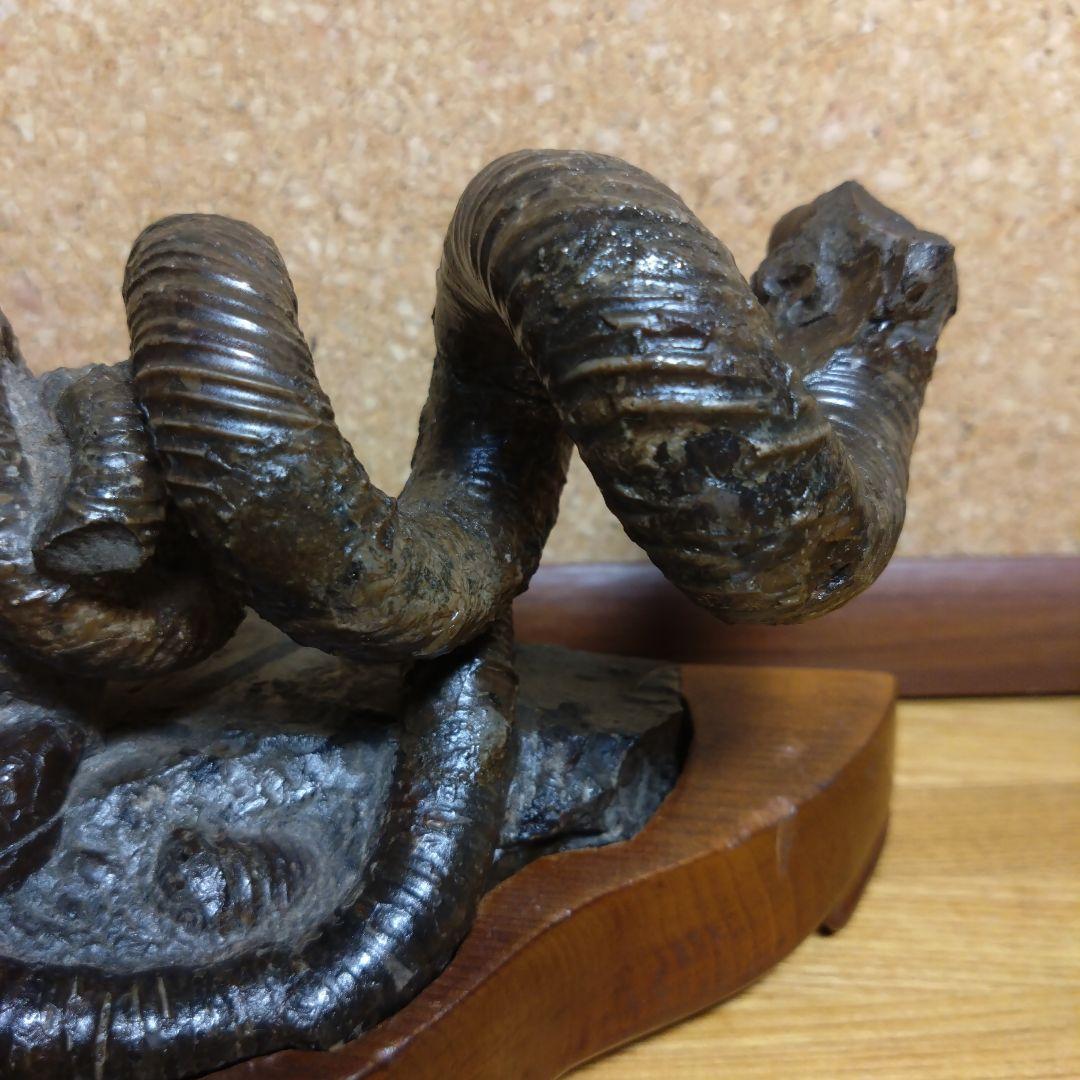 田*夫様 アンモナイト 異常巻 化石(120)