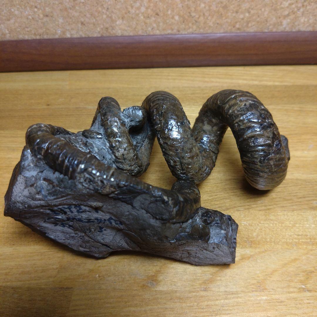 田*夫様 アンモナイト 異常巻 化石(120)