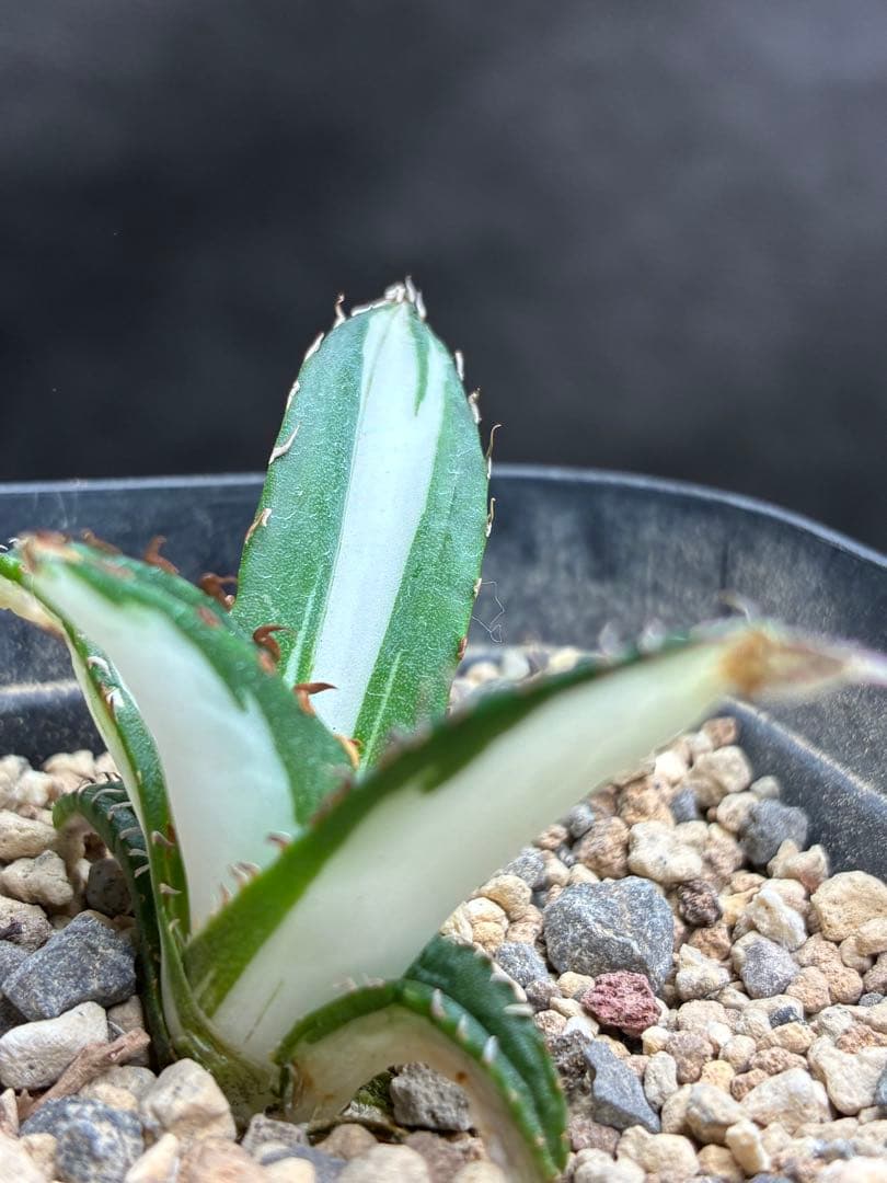 アガベ チタノタ 「太陽神錦」極白中斑錦 特白 明錦 極上美株 - メルカリ