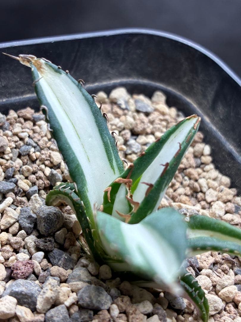 アガベ チタノタ 「太陽神錦」極白中斑錦 特白 明錦 極上美株 - メルカリ