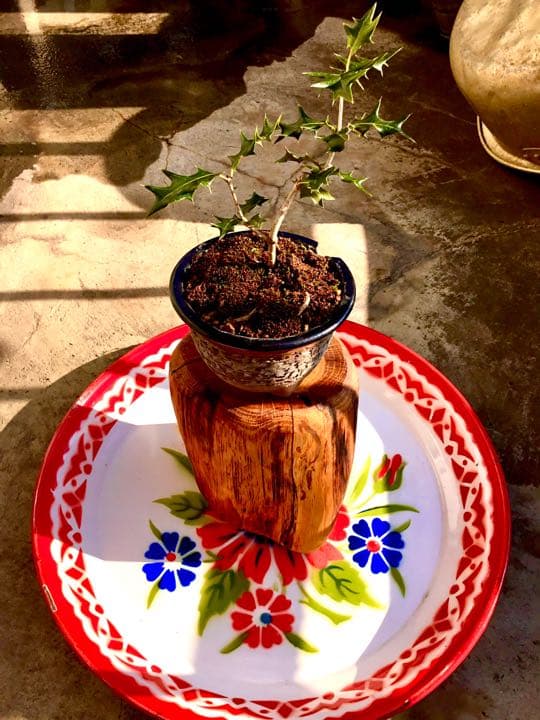 12/10にわたしの里山で見つけた小さな可愛いヒイラギさん/野生/元気いっぱい