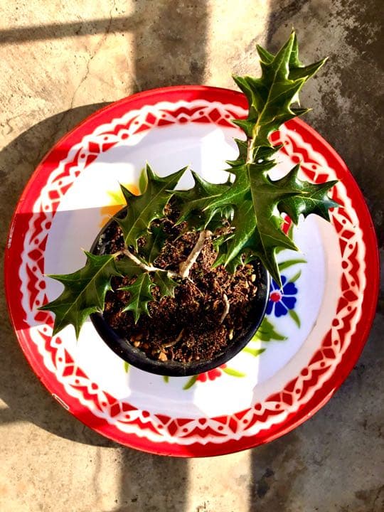 12/10にわたしの里山で見つけた小さな可愛いヒイラギさん/野生/元気いっぱい