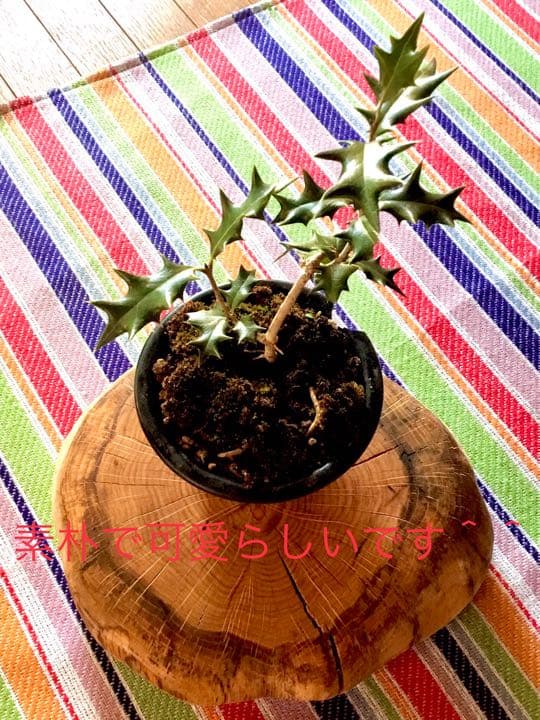 12/10にわたしの里山で見つけた小さな可愛いヒイラギさん/野生/元気いっぱい