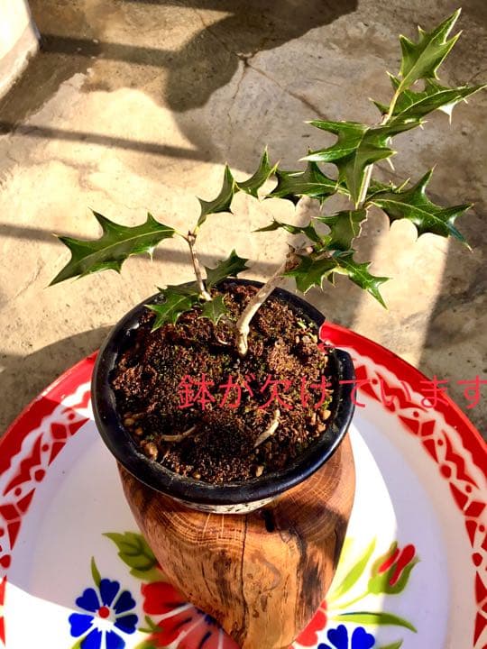 12/10にわたしの里山で見つけた小さな可愛いヒイラギさん/野生/元気いっぱい