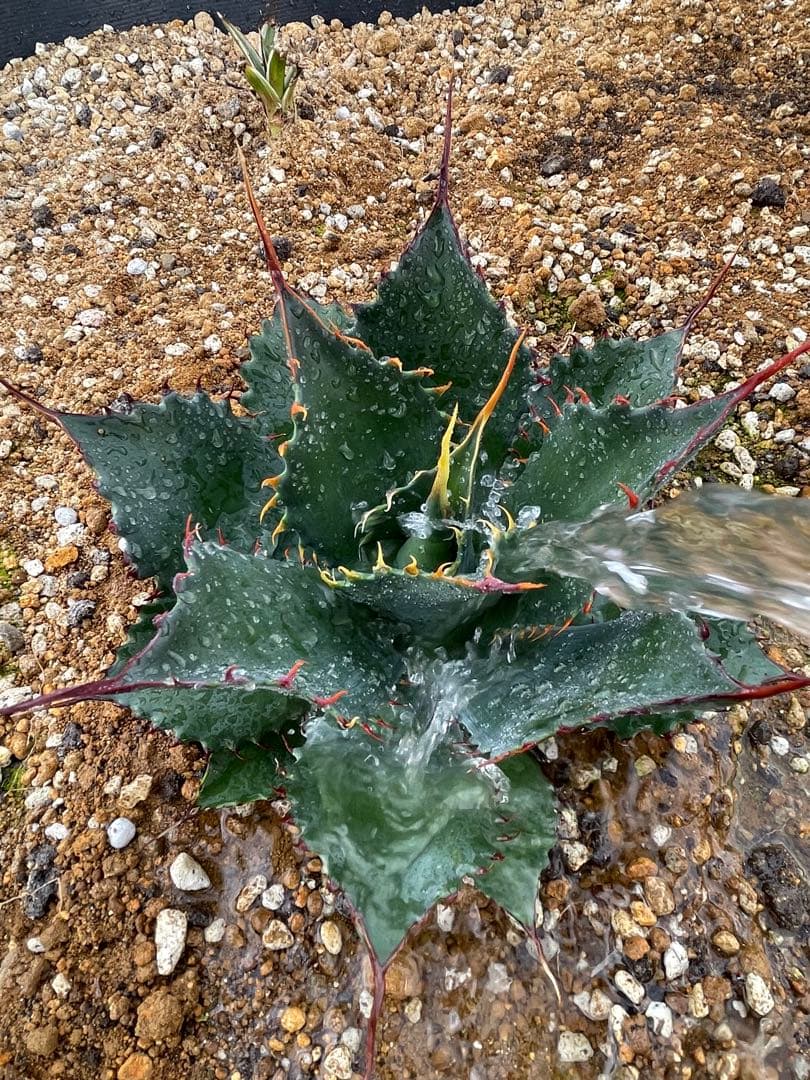 ま*ぁ様 アガベ　シャウィーポタトラム　シャウポタ　コロナデルディブロ　ハイブリ