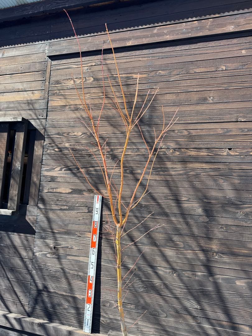 《桂紅葉》カツラモミジ/大株【現品発送】管理80045