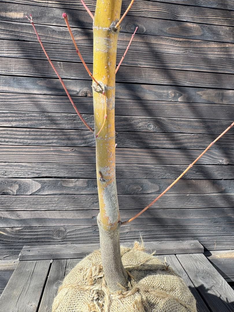 《桂紅葉》カツラモミジ/大株【現品発送】管理80045