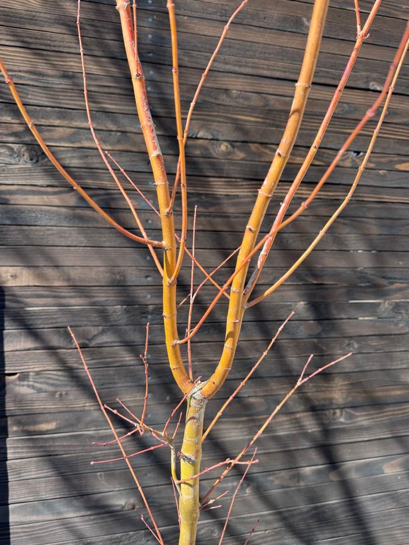 《桂紅葉》カツラモミジ/大株【現品発送】管理80045