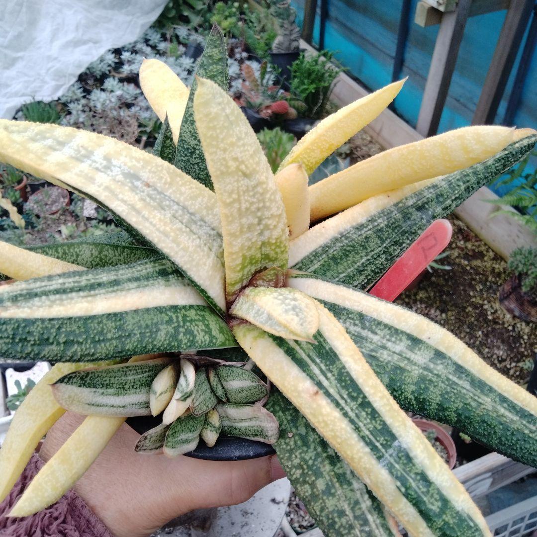 多肉植物　ガステリア　batesiana錦抜き苗