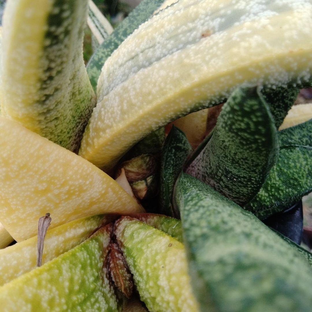 多肉植物　ガステリア　batesiana錦抜き苗