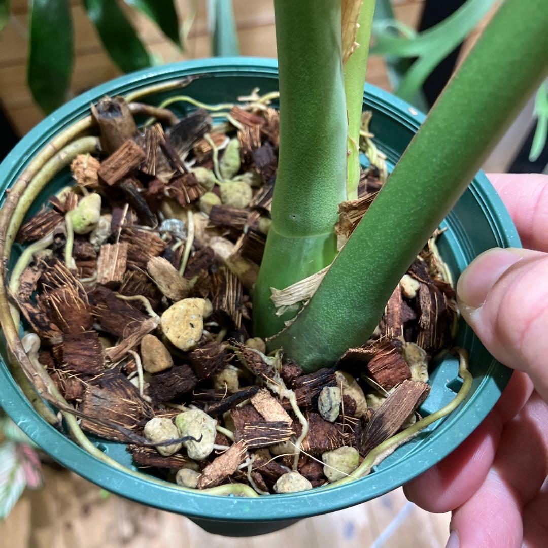 メ*1様 モンステラ　特選個体　切れ込み深い　トップカット