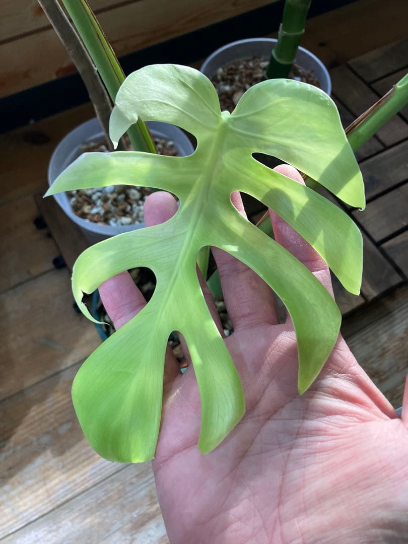 メ*1様 モンステラ　特選個体　切れ込み深い　トップカット