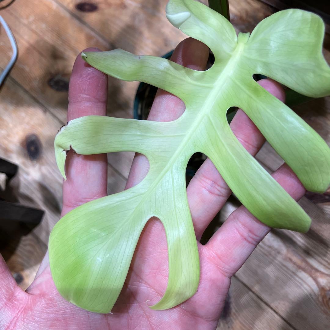 メ*1様 モンステラ　特選個体　切れ込み深い　トップカット