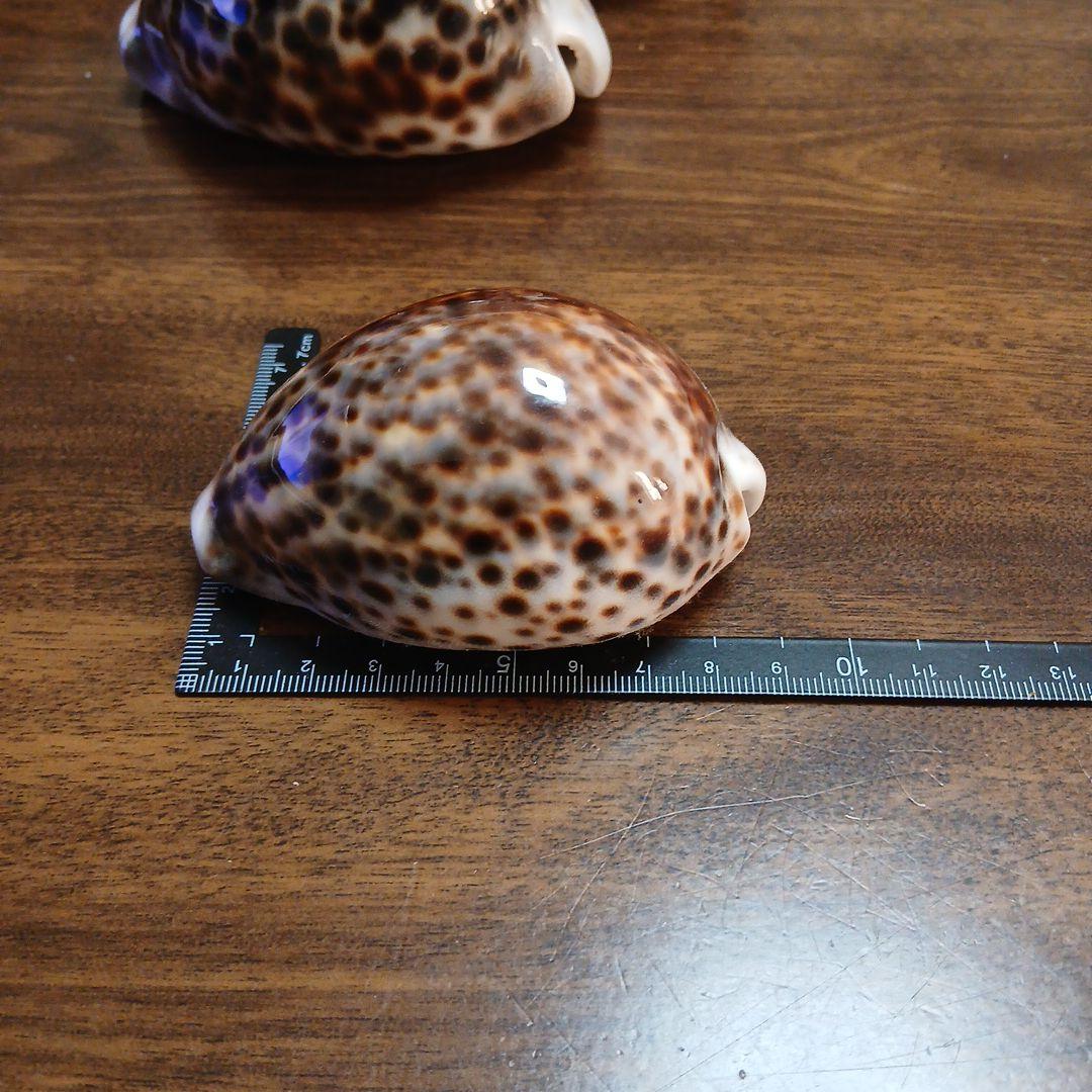 貝殻　タカラガイ