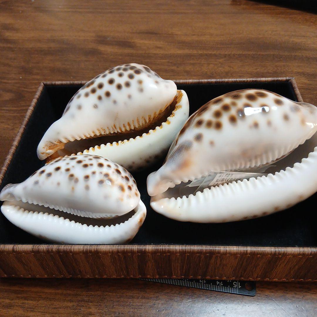 貝殻　タカラガイ