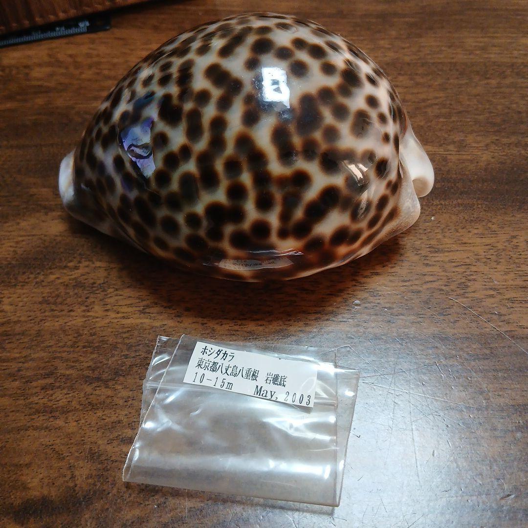 貝殻　タカラガイ