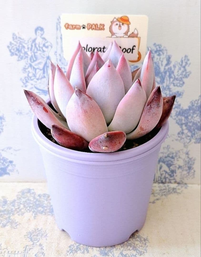 コロラータルーフ札付きポットごとメルカリ便ファームパルクさん苗