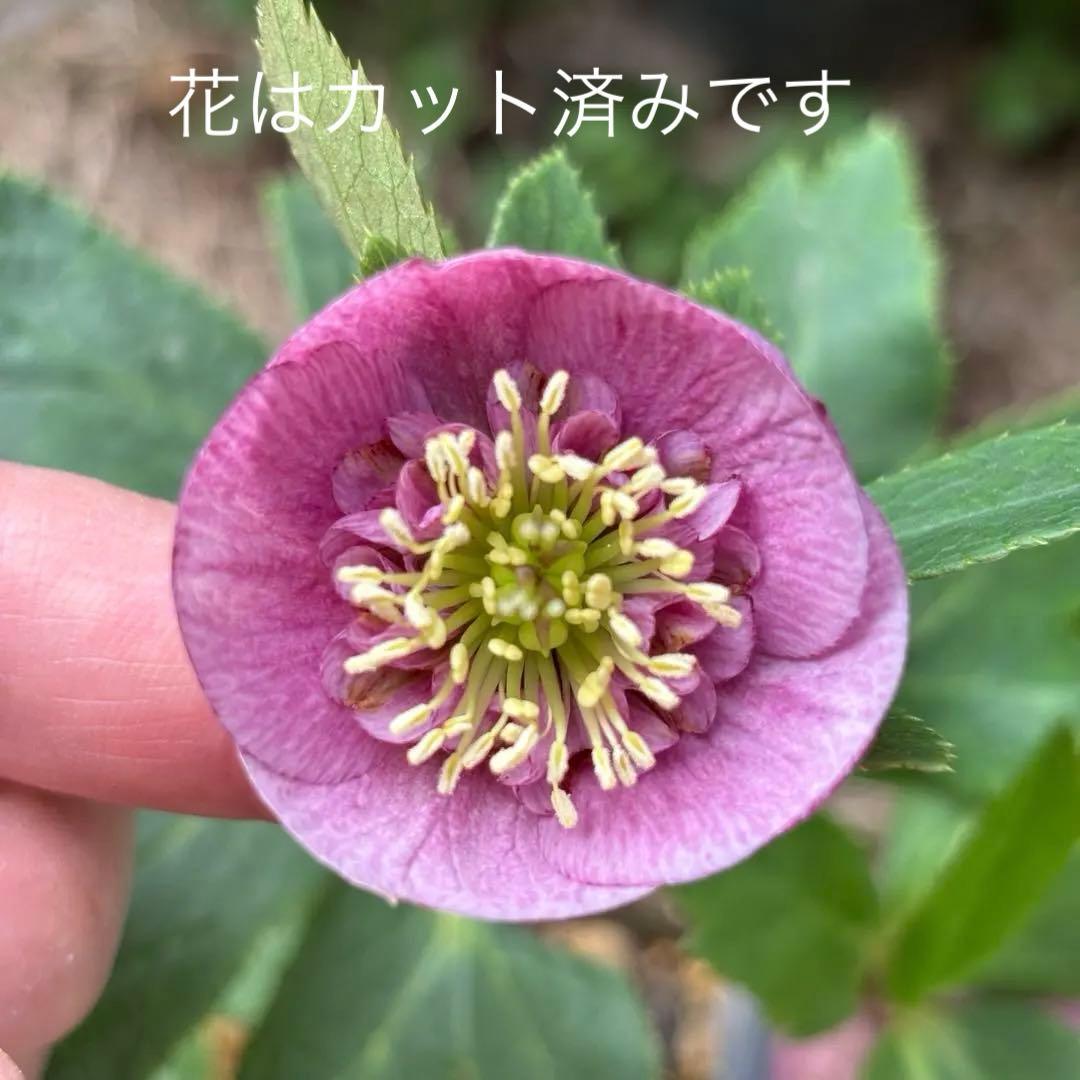 加藤農園 クリスマスローズ カップ咲き SD - メルカリ