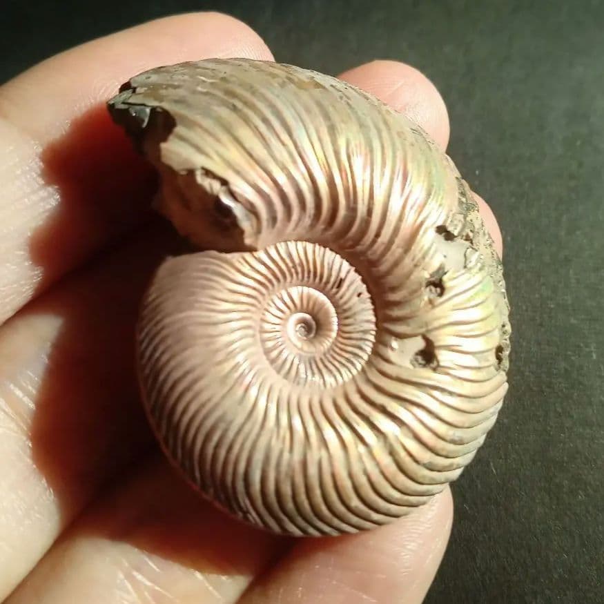 パイライト　アンモナイト　特大　45mm　遊色標本　希少　美麗標本