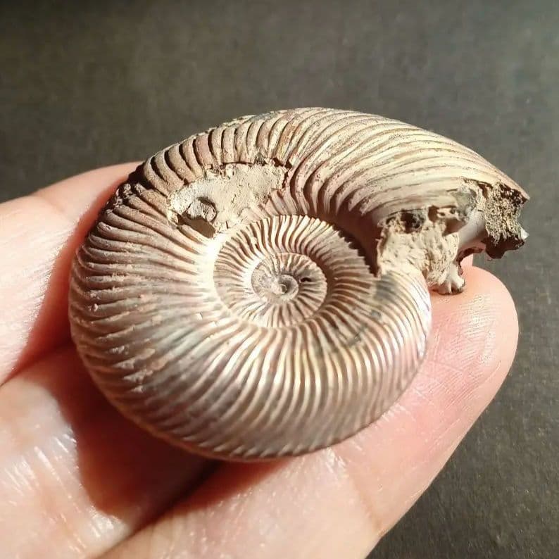 パイライト　アンモナイト　特大　45mm　遊色標本　希少　美麗標本