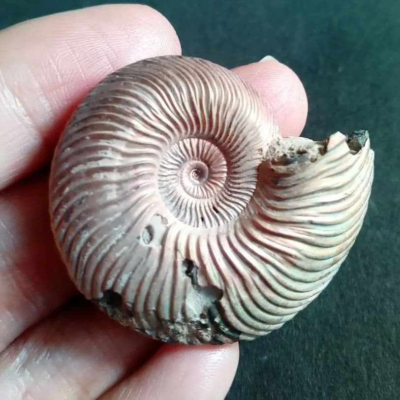 パイライト　アンモナイト　特大　45mm　遊色標本　希少　美麗標本