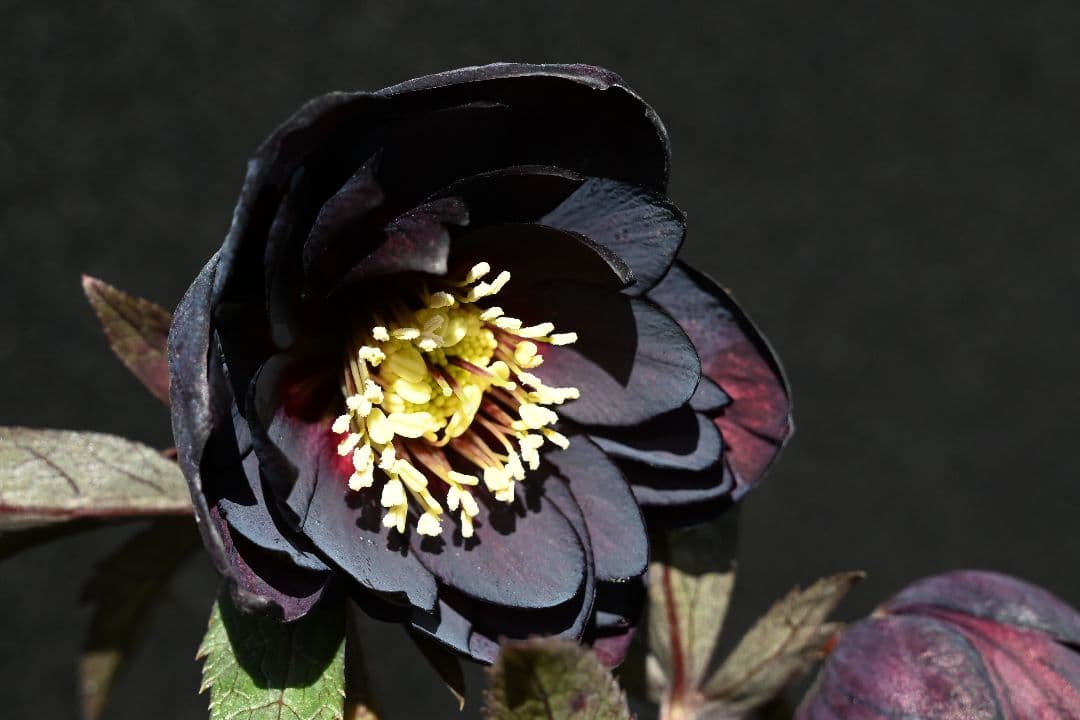 クリスマスローズ　多弁系ブラック　加藤農園