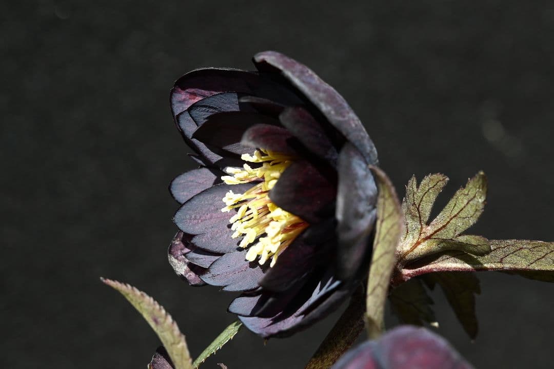 クリスマスローズ　多弁系ブラック　加藤農園