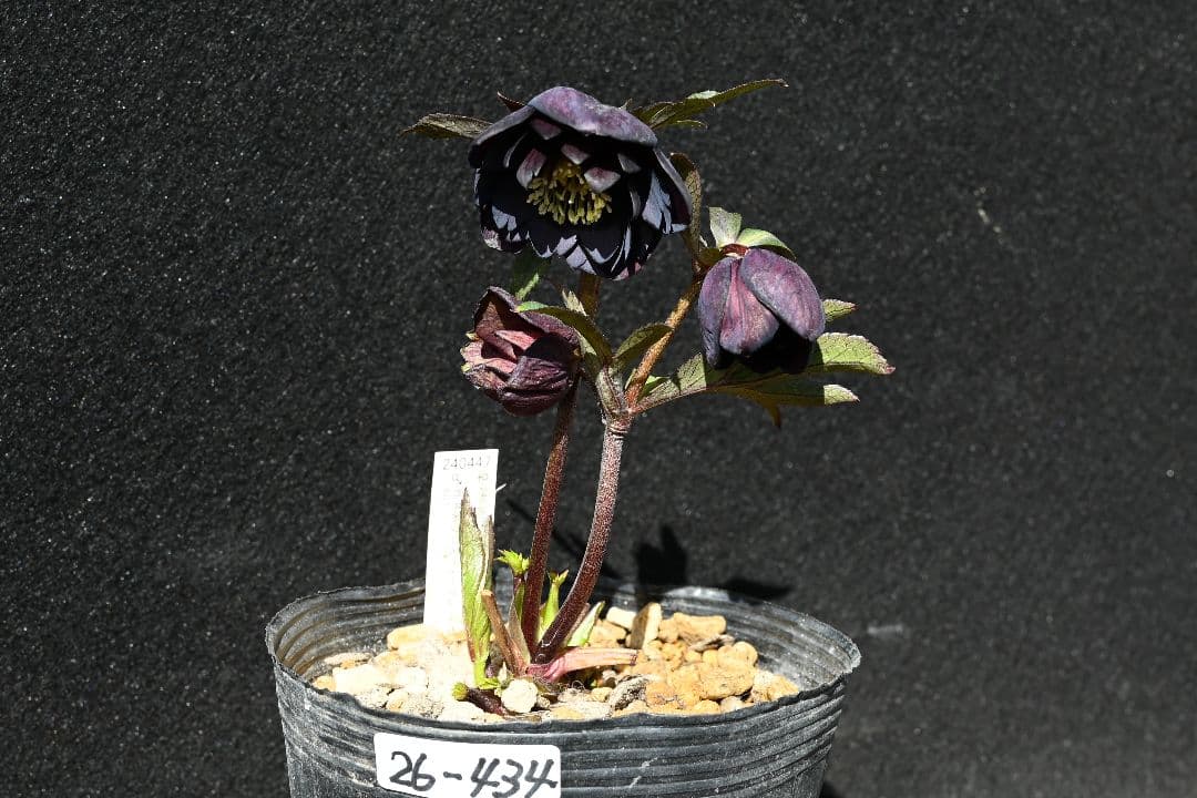 クリスマスローズ　多弁系ブラック　加藤農園