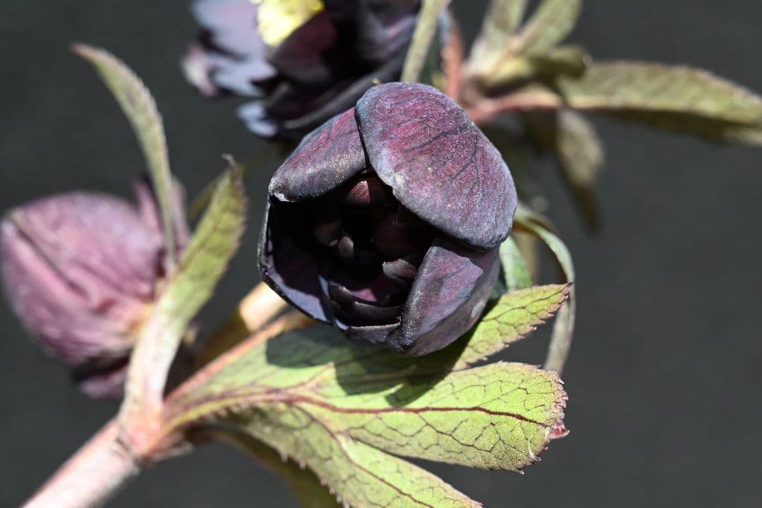 クリスマスローズ　多弁系ブラック　加藤農園