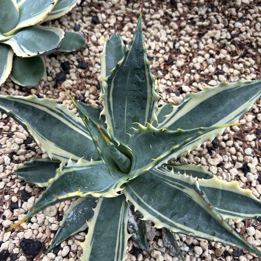 アガベ サブシンプレックス錦 子株 - メルカリ