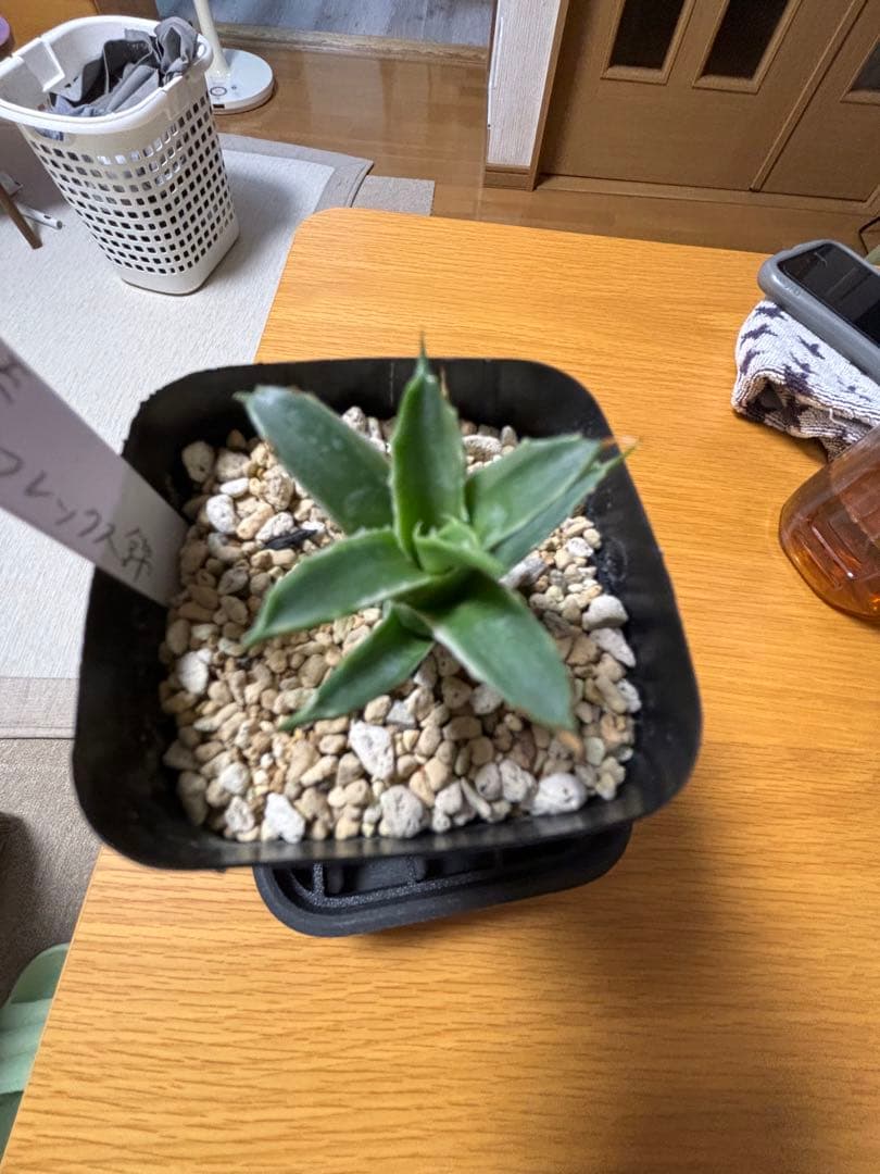 アガベ サブシンプレックス錦 子株 - メルカリ